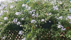 Plumbago auriculata