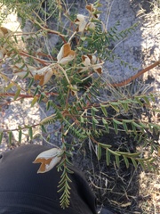 Astragalus praelongus