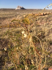 Astragalus praelongus