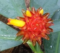 Costus productus