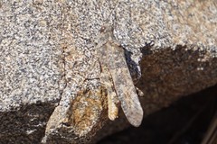 Circotettix splendidus