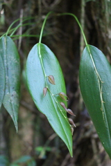 Pleurothallis rowleei image