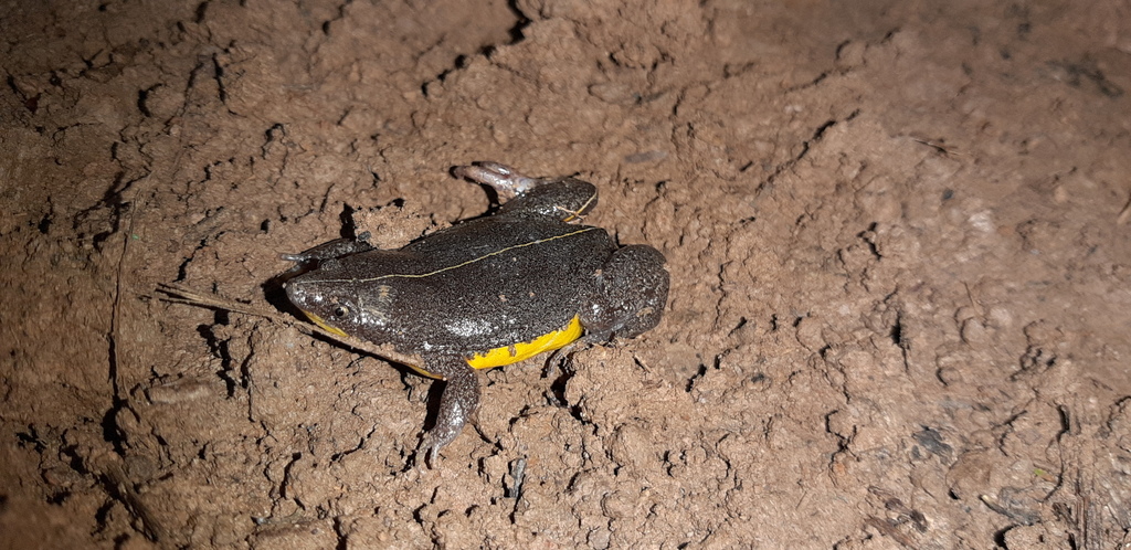 Elachistocleis helianneae