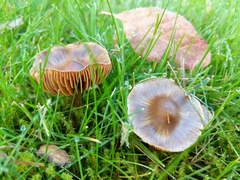 Entoloma cetratum