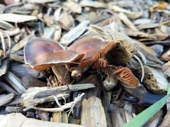 Entoloma cetratum