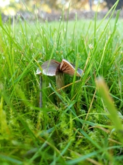 Entoloma cetratum