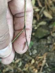 Campanula prenanthoides