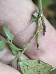 Campanula prenanthoides