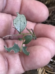 Campanula prenanthoides