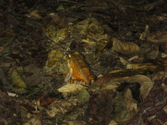 Leptodactylus knudseni