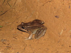 Leptodactylus bolivianus