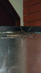 Orthoptera