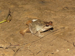 Leptodactylus petersii