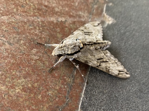 Plain grey hawkmoth photo 2