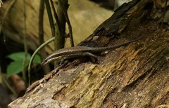Eutropis rudis