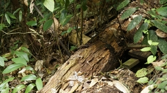 Eutropis rudis