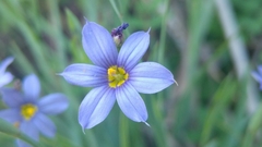 Sisyrinchium scabrum