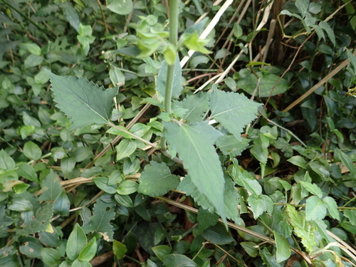 Image of Veronicastrum Axillare (Veronicastrum axillare) by no rights reserved