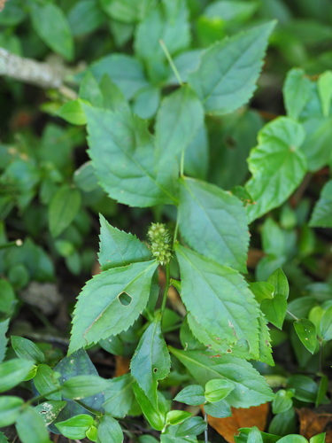Image of Veronicastrum Axillare (Veronicastrum axillare) by no rights reserved