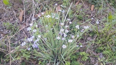 Sisyrinchium scabrum