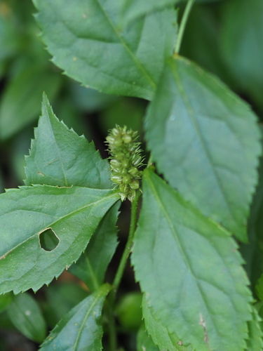 Image of Veronicastrum Axillare (Veronicastrum axillare) by no rights reserved