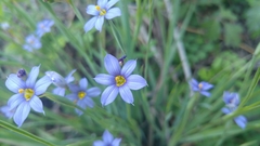 Sisyrinchium scabrum