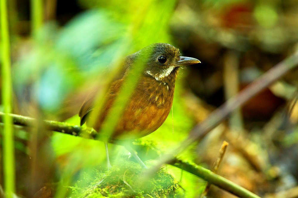 Moustached Antpitta