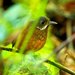 Moustached Antpitta - Photo (c) Francesco Veronesi, some rights reserved (CC BY-NC-SA)