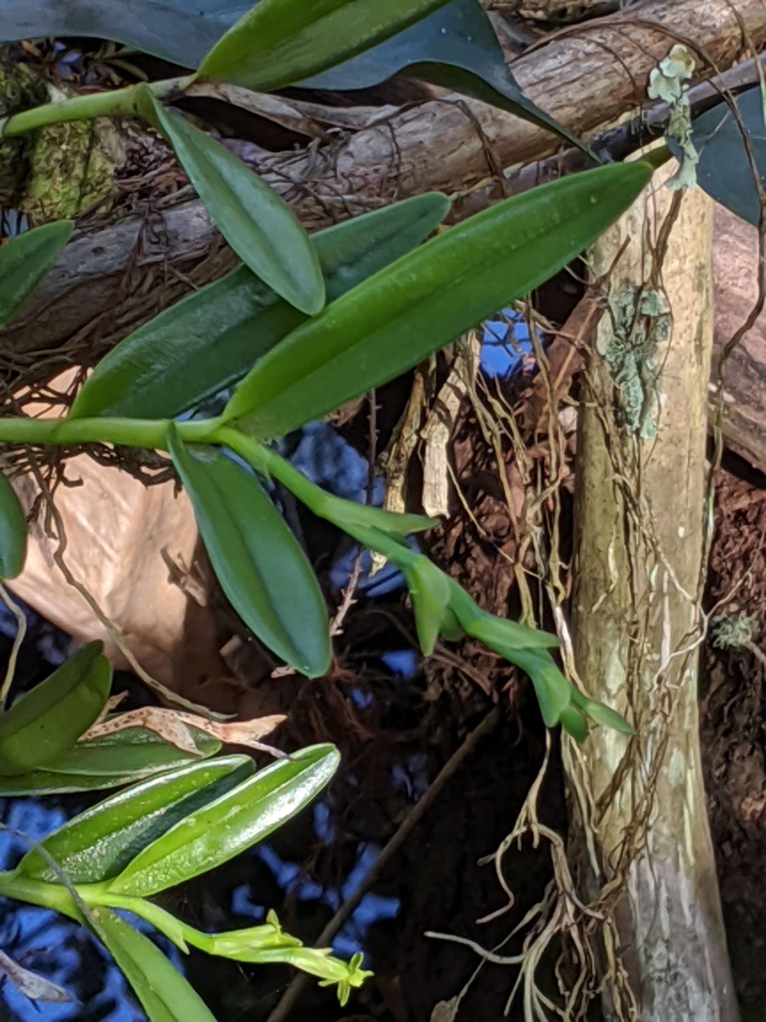 Epidendrum rigidum Jacq. 4
