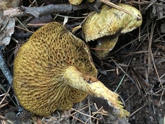 Suillus sibiricus