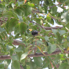 Pleiogynium timoriense