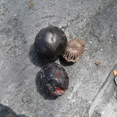 Pleiogynium timoriense