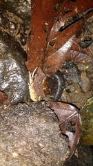 Craugastor longirostris