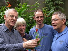 Costus zingiberoides