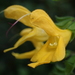Salvia nipponica - Photo no hay derechos reservados, subido por 葉子