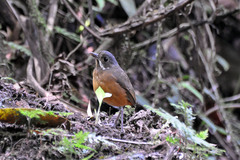 Moustached Antpitta photo 2
