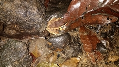 Craugastor longirostris