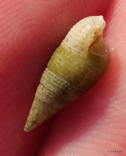 Cerithium nesioticum observed 2019-10-09