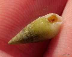 Cerithiidae