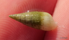 Cerithiidae