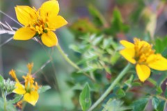 Sclerocarpus uniserialis austrotexanus