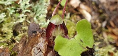 Corybas vitreus