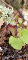 Corybas vitreus