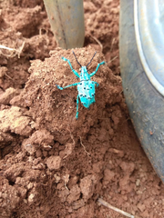 Briarius augustus germari