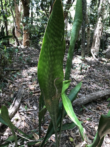 Sansevieria trifasciata 'Laurentii' 2