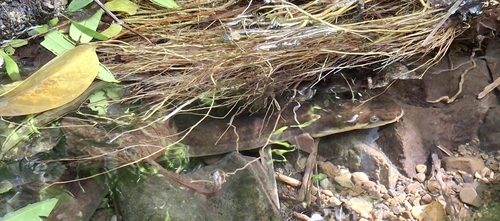 Polynesian longfinned eel photographed in Cook Islands