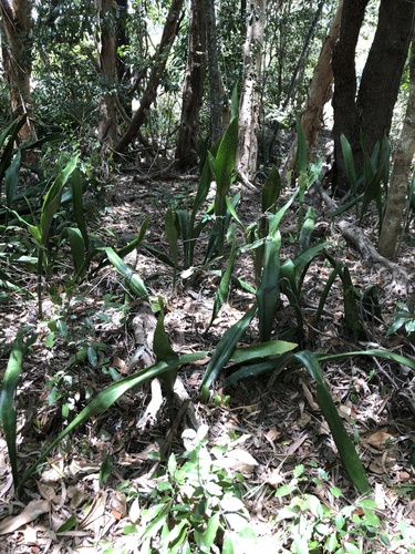 Sansevieria trifasciata 'Laurentii'