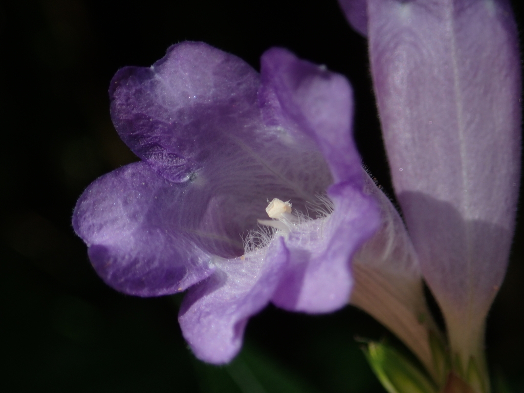 Strobilanthes formosana
