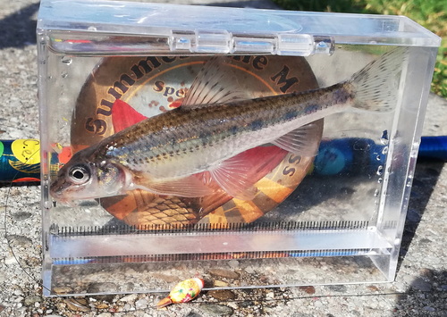 Common Gudgeon, Den Hoorn, Netherlands, photo 7 of 10