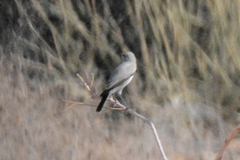 Emarginata tractrac
